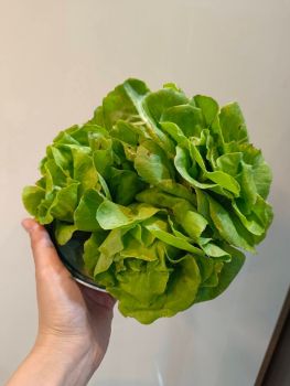 ผักสลัด บัตเตอร์เฮด Butterhead Lettuce 1 Kg.